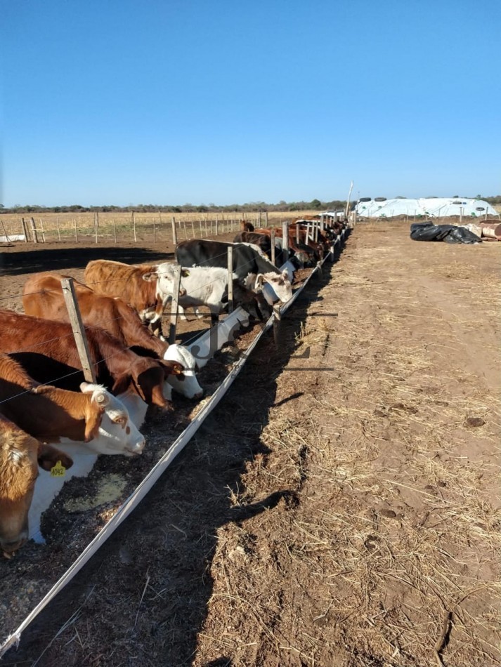 VENTA FINCA, RIVADAVIA, SALTA