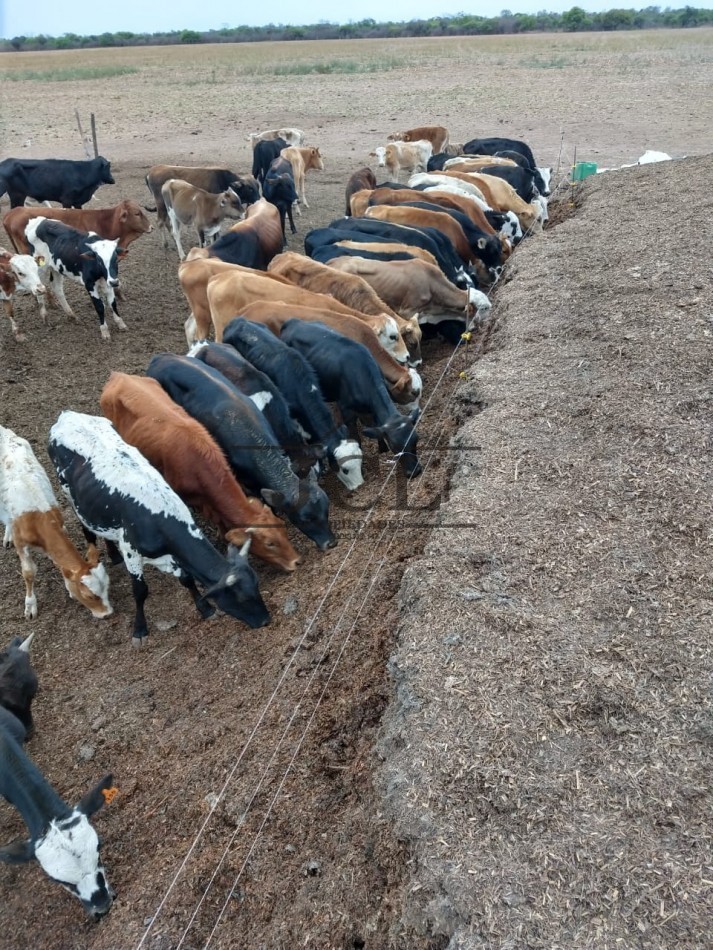 VENTA FINCA, RIVADAVIA, SALTA