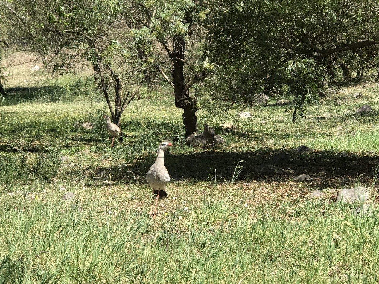 VENTA TERRENO LA HOYADA DE CASTELLANOS